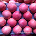 red qinguan apples fresh qinguan price chinese red apple China red qinguan apple factory r